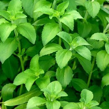 ANTIER STEVIA SWEET LEAVES HERB SEEDS (AVG 30-50) SEEDS X 1 PACKET