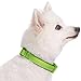Blueberry Pet Adjustable Dog Collar, Soft & Safe, 3M Reflective, Neoprene Padded, Green Dog Collar, Dog Collars for Medium Dogs, Small Dog Collar, Eco-Friendly, Perfect for Pet Lovers & Owners