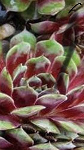 Kalinda Sempervivum - Hen and Chick Hardy Plant Succulent- Zone 3 to 9 Ready