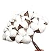 VGIA 20Pack Really Natural White Cotton Stems Dried Flower Branch for Farmhouse Decor Farmhouse Display Filler-Foral Decoration(2,10Pcs)