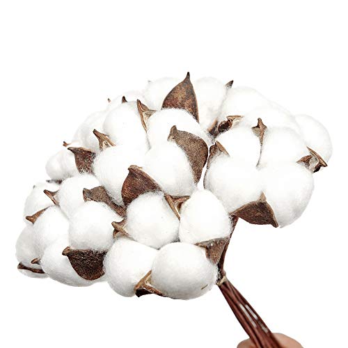 image for VGIA 20Pack Really Natural White Cotton Stems Dried Flower Branch for 