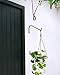 Mkono 2 pcs Hanging Plants Bracket Black Curved Hooks Wall Brackets for Bird Feeders, Planters, Lanterns, Wind Chimes Indoor Outdoor Decor,12 inchthumb 1