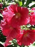 Fordhook Giant Hollyhock Mix 50 Seeds -Alcea-Perennial