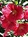 Fordhook Giant Hollyhock Mix 50 Seeds -Alcea-Perennial