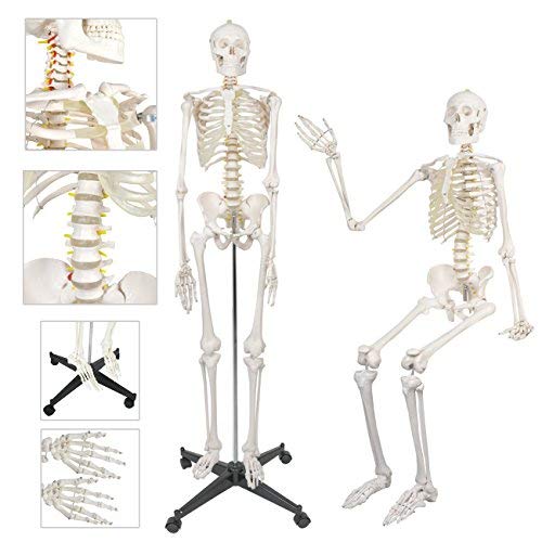 1 ZENY+Skeleton+Medical+Anatomical+Removable