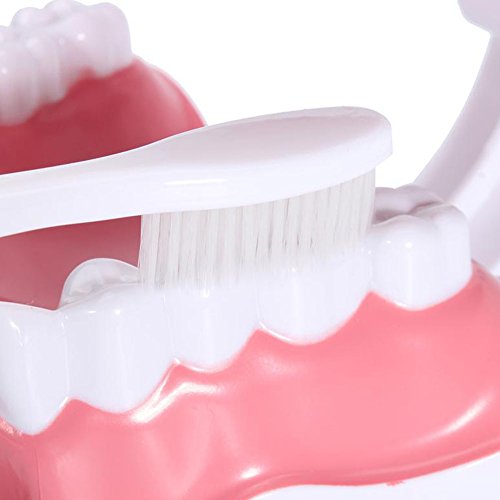Wecando Dental Tooth Brushing Model for Teaching Demo Equipment with Removable Lower Teeth Educational Materials Dentist Tool