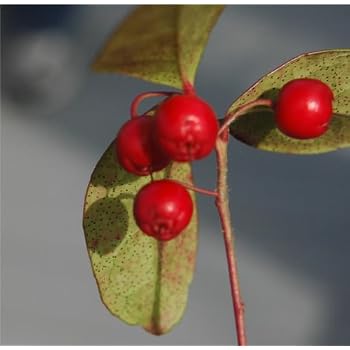 Amazon.com : Outsidepride Wintergreen - 500 Seeds : Flowering Plants : Garden & Outdoor