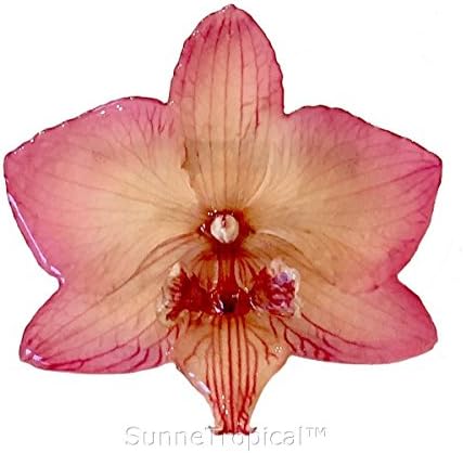 Phalaenopsis real orchid jewelry brooch (M) PINK