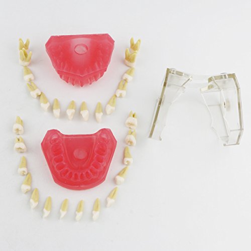 1 Dentalmall%25C2%25AE+Dental+Demonstration+teeth+Model