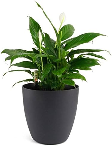 MuciHom 35CM Self Watering Plastic Planter with Water Level Indicator Black, Modern Decorative Planter Pot for All House Plants, Flowers, Herbs, African Violets, Succulents