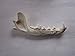Coyote Jaw Bone Taxidermy Jawbone Knife Handle Crafts Animal Bones