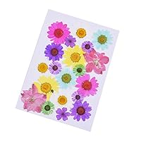 KIKISUM Pressed Herbarium Flower Natural Dried Daisy for DIY Crafts Jewelry Making Decorative (Mix-D)