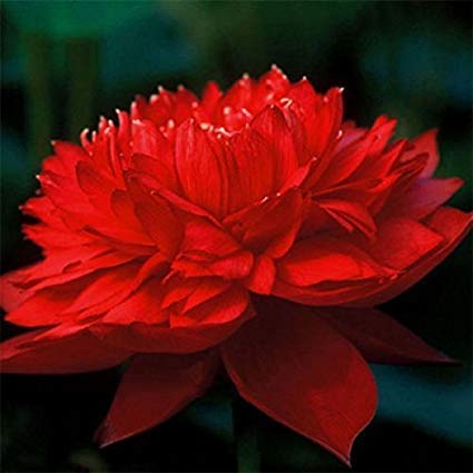 ROYAL LAND Lotus Flower Seeds Pond Plants Lotus Seeds Rose Red Nelumbo Nucifera 20 Seeds