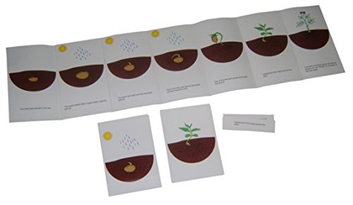 Kido Montessori Materials - Botany - Lifestory freize of Tree / Plant