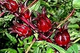 50 Jamaican Sorrel Seeds, Florida Cranberry, Indian