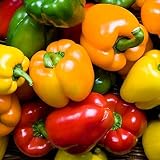 Rainbow Blend Sweet Bell Pepper Seeds, 50+ Premium Heirloom Seeds,So much fun!! A must have for your home garden! (Isla's Garden Seeds), Non Gmo Organic, 85-90% Germination Rates, Seeds