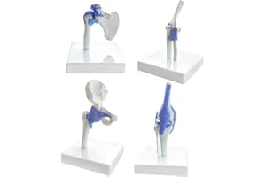 Evotech Mini Shoulder Knee Hip Elbow Joint Model Set, 1/2 Life Size Human Joint Anatomy Replica Set of Shoulder Knee Hip & El