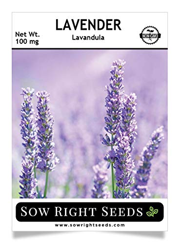Sow Right Seeds - Lavender Seed - Non-GMO Heirloom Seeds with Full Instructions for Planting a Beautiful Herb Garden; Great Gift for Your Gardening Friend.
