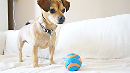 CHUCKIT! ULTRA SQUEAKER BALL