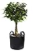 Gardzen 6-Pack 20 Gallon Grow Bags