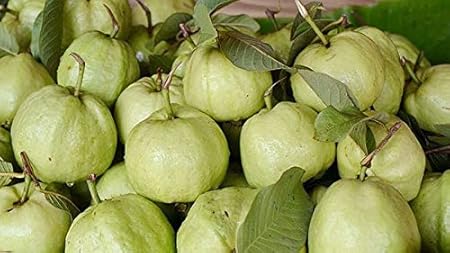Golden Hills Farm Giant Thailand Guava Fruit Seeds -100 seeds