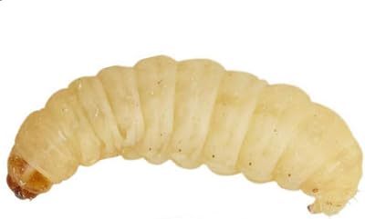 UINCLU Waxworms 50 Pack 15g Reptile Bird Small Mammal Live Pet Food