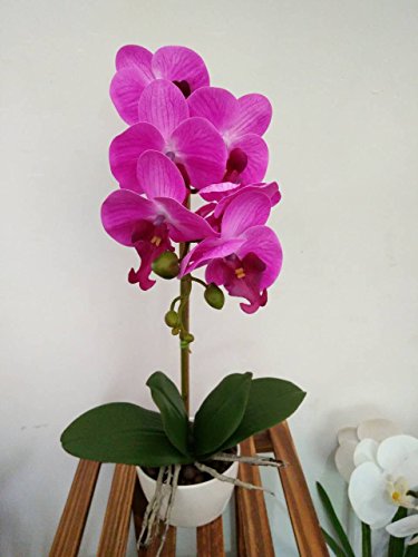 Phaleanopsis arrangement with vase decorative artificial orchid f…