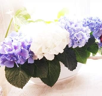 Amazon Co Jp ハッピーガーデン 母の日 花 鉢植え あじさい 珍しい 3株複数色 青系 ホーム キッチン