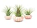 Air Plant Sea Urchin Kit (9 Variety Pack) - Natural Shell Containers / Holders for Live Tillandsia - Multicolor Stand / Jellyfish Pot for Indoor Home Decor by Aquatic Arts