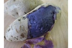 WBUT2023 purple yam, Japanese purple potato or Japanese Sweet Potato