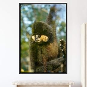 signwin Framed Canvas Wall Art Monkey Animals Expressive...