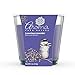 Aroma From Nature Luxurious Lavender 4 oz AireCare Scented Candle – 2 Pack – Aromatherapy Candles – Home Fragrance – Apothecary Glass With Single Wickthumb 3