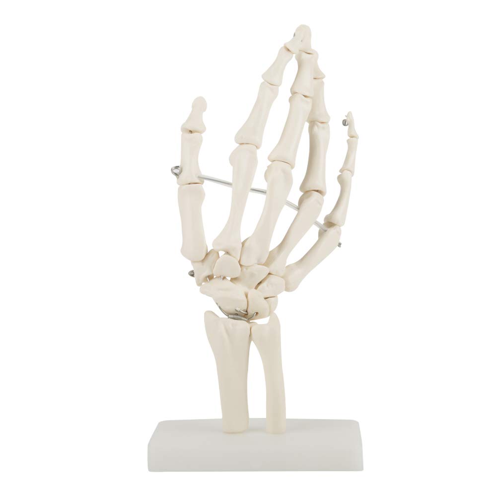 Medical Skeleton Model - Anatomical Hand Models Life-Size Human Joint Study Skeleton Model for School Hospital Laboratory Equipment