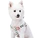 Blueberry Pet 9 Patterns Step-in Spring Scent Inspired Floral Rose Print Turquoise Dog Harness, Chest Girth 26