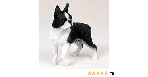 amazon boston terrier