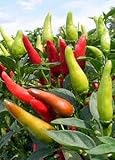 Santaka Pepper - A Very Popular Japanese Pepper