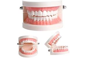 PLUTUSDENTAL Dental Teach Study Adult Standard Demonstration Typodont Teeth Model Pink