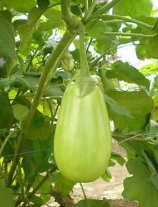 Nelesa Gardening Brinjal Big Green Eggplant Organic Vegetable Seeds 50 Seeds