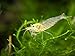 Aquatic Arts 5 Live Amano Shrimp (Caridina multidentata, aka Yamato Shrimp) - 1/2 to 1 1/2 inch Long Adult! Better Than Ghost Shrimp! Best Algae Eating Shrimp in The World