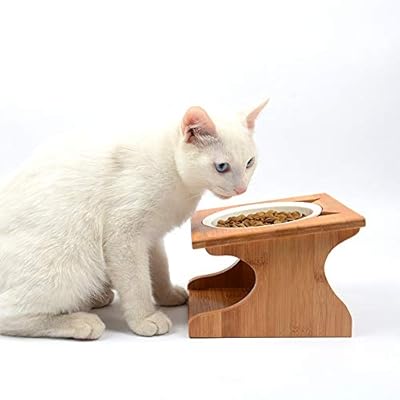 how old is 20 years in cat years