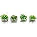 Assortment of 4 Mini Green Desert Succulent Plants Shaped Candles/Tea Lights Table/Mantle Decorations