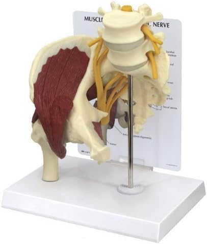 Hip Joint with Muscles and Sciatic Nerve Anatomical Model w Educational Key Card