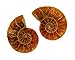 Matching Ammonite Shell Pair Fossil with Display Case