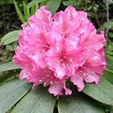 50 Rosebay RHODODENDRON Maximum White Pink Laurel Bush Shrub Flower Seeds