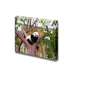 Canvas Prints Wall Art - Sleeping Baby Giant Panda on a Tree Branch | Modern Wall Decor/Home Art Stretched Gallery Canvas Wrap Giclee Print & Ready to Hang - 12" x 18"