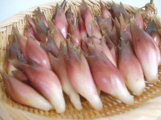 Amazon 月山茗荷 1kg 山形県庄内産 庄内の恵み屋 庄内の恵み屋 みょうが 通販