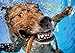 1000 Piece Jigsaw Puzzle - Adult , Couples, Children and Family Puzzles - Underwater Dogs Photo Series Pool Pawty, By Seth Casteel