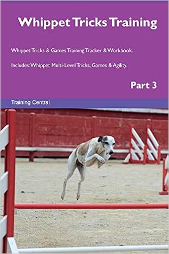 whippet agility