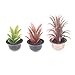 Acamifashion Miniature 1:12 Plant Bonsai Model Play Toys Garden Patio Decoration Random Pattern