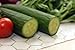 Cucumber, English Telegraph Cucumber, 10 Seeds! Groco